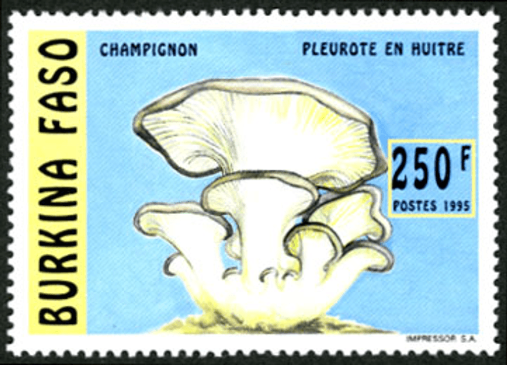 Mushrooms (2586)