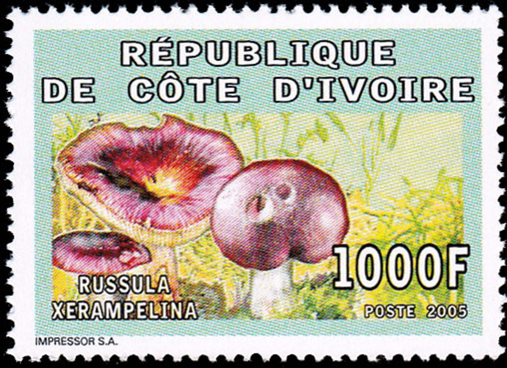 Mushrooms  2005