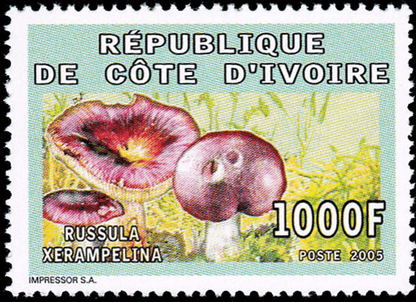 Mushrooms  2005
