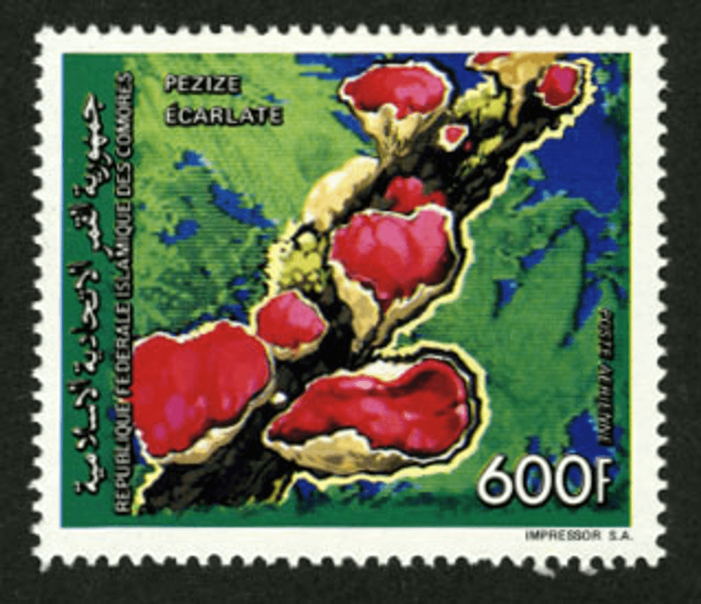 Mushrooms (5607)