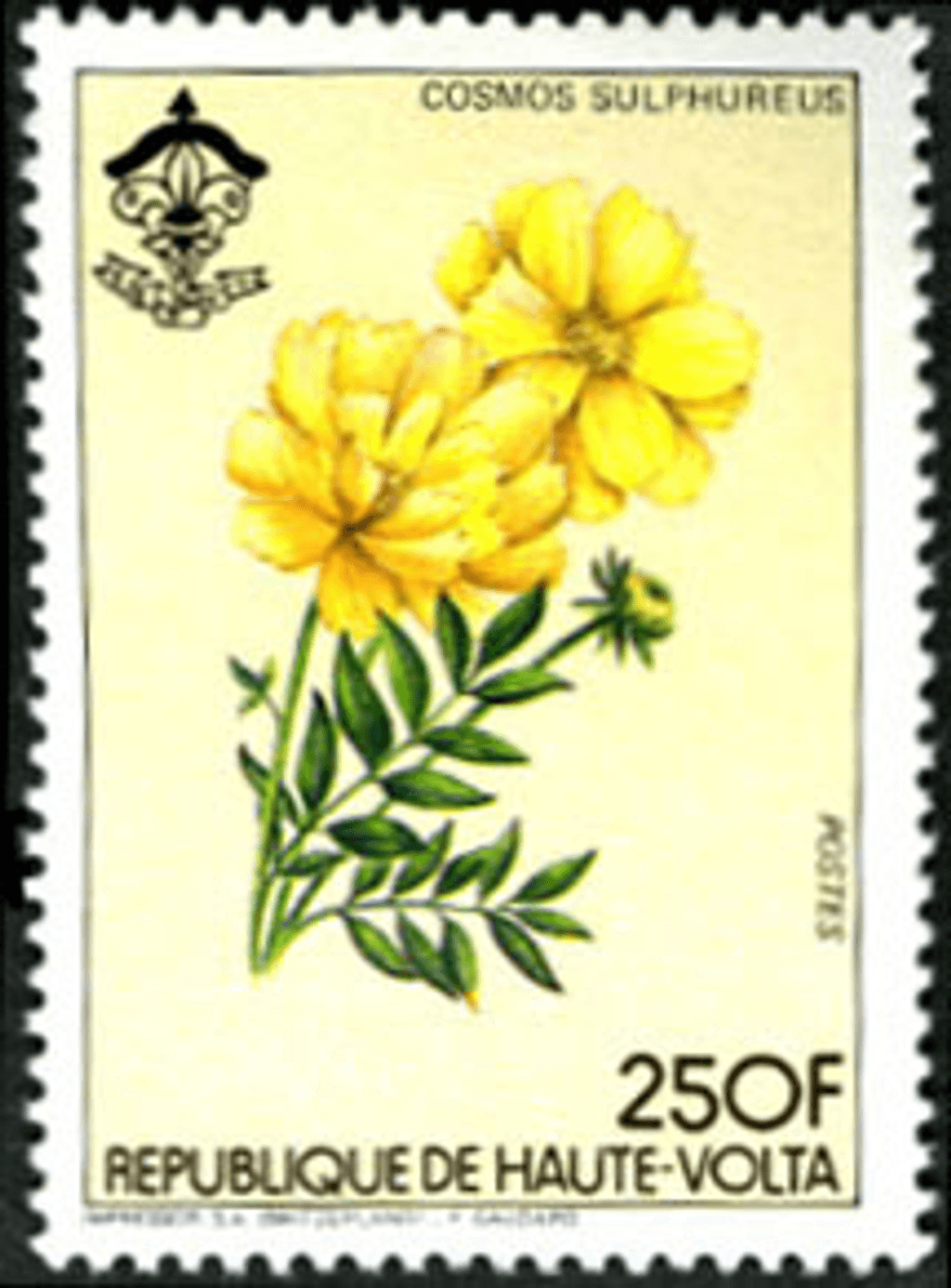 HAUTE VOLTA , Flowers & Mushrooms