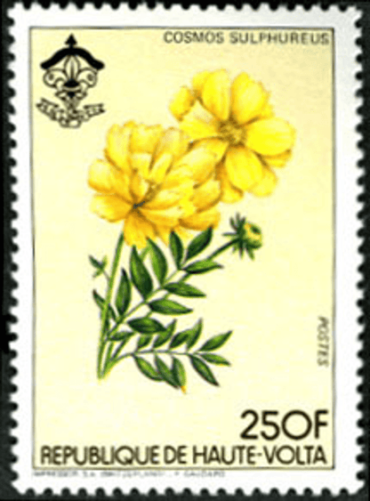 HAUTE VOLTA , Flowers & Mushrooms