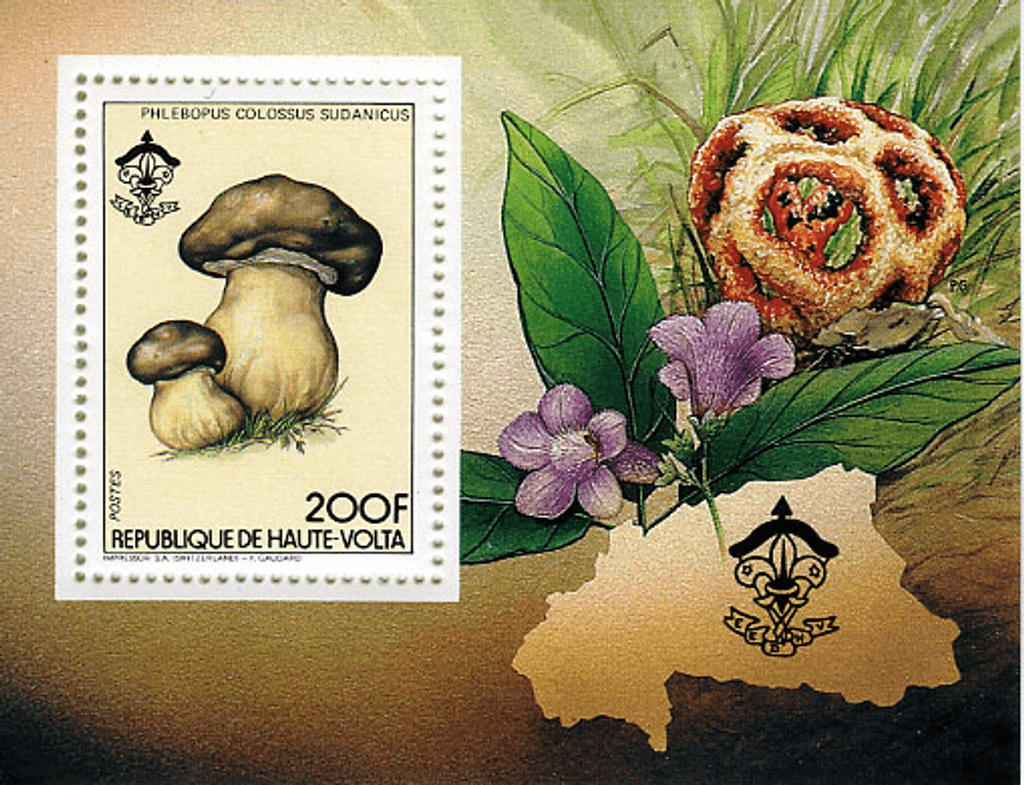 HAUTE VOLTA , Flowers & Mushrooms