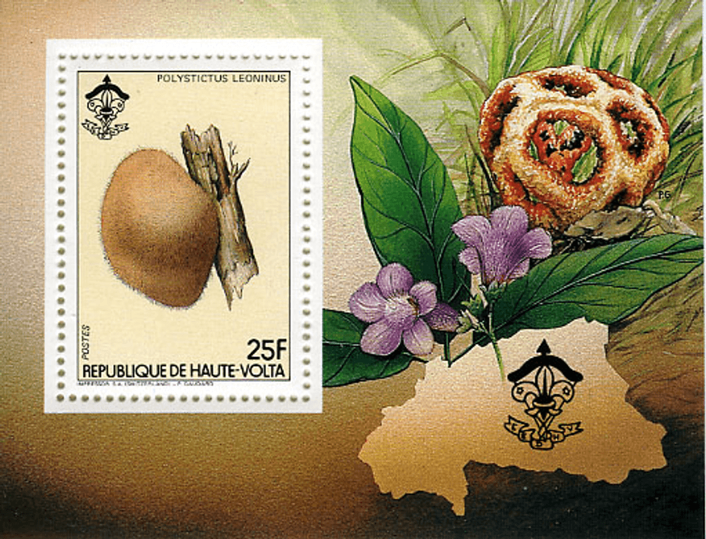 HAUTE VOLTA , Flowers & Mushrooms