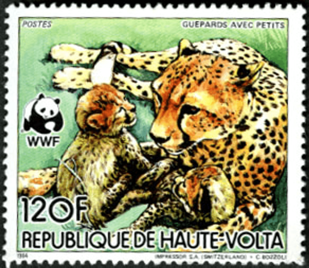 Haute Volta , Animals /Cheetah
