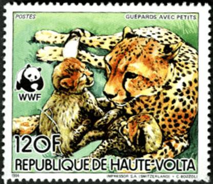 Haute Volta , Animals /Cheetah
